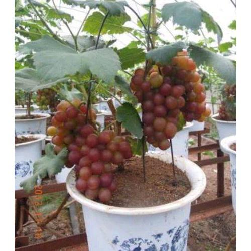 Cây Giống Nho Tím Pháp