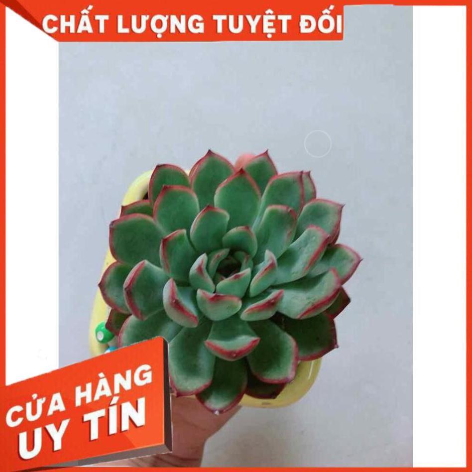 Chậu cây sen đá Nhiều Người Mua
