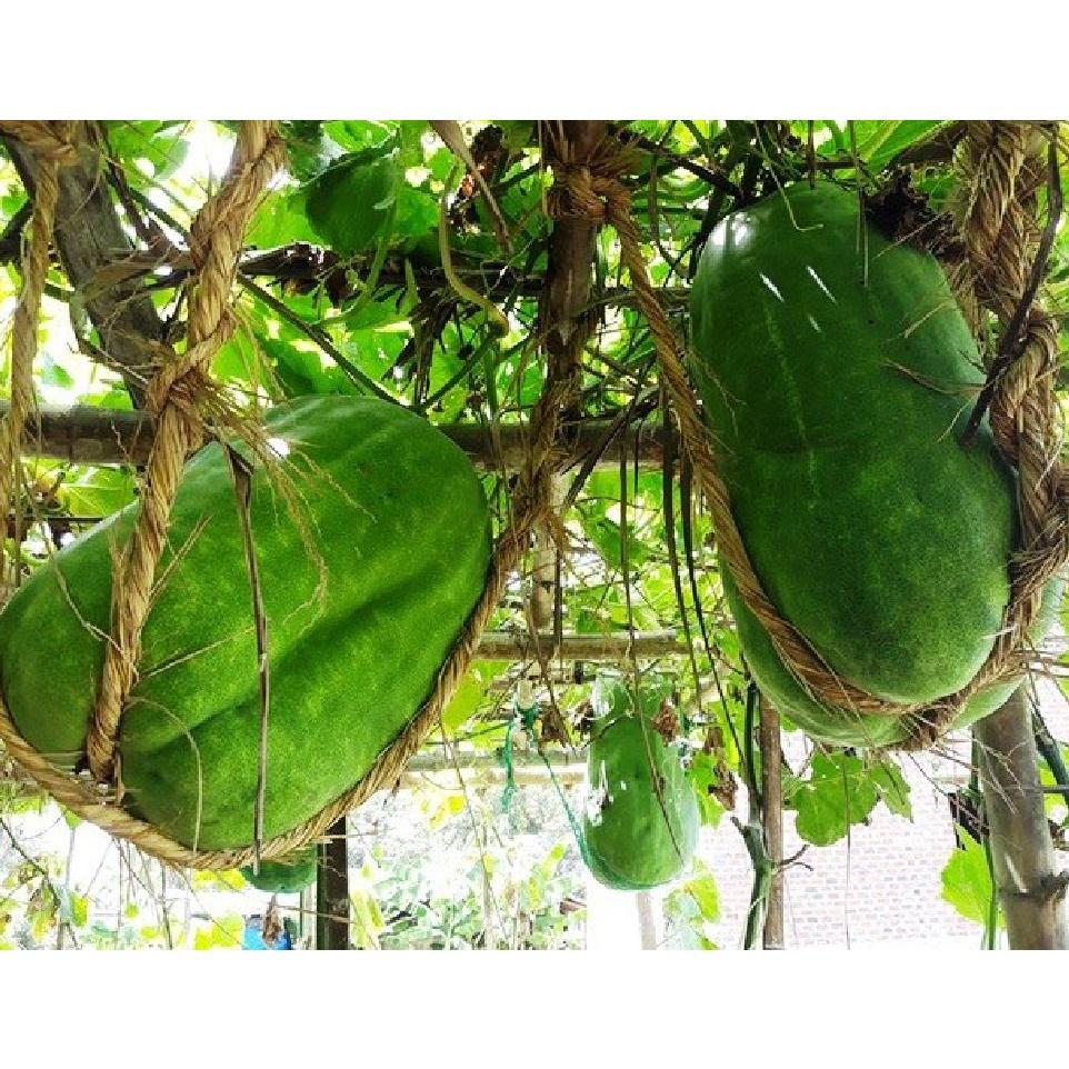 Combo 2 gói Hạt Giống Bí Đao Khổng Lồ- Gói 5 hạt-tặng kèm gói phân bón lót