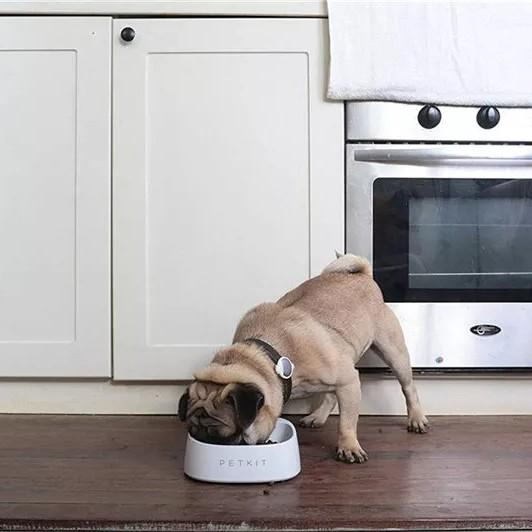 Petkit Bát thức ăn thông minh tự động đổ đầy thức ăn cho thú cưng