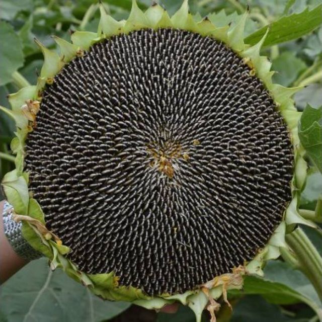 Hạt hướng dương Martin rang muối 100g