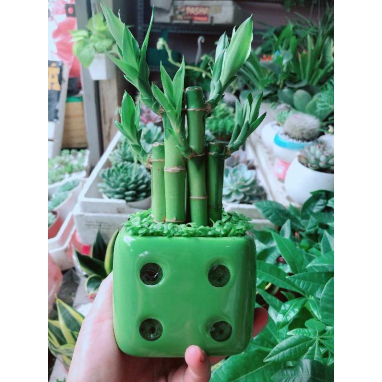 Chậu cây trúc phát tài Bán Chạy