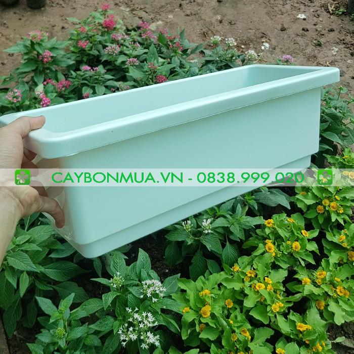 Chậu hình máng - Chậu máng nhựa treo ban công - Chậu mang nhựa trắng cao cấp có khung sắt siêu rẻ khi mua kèm