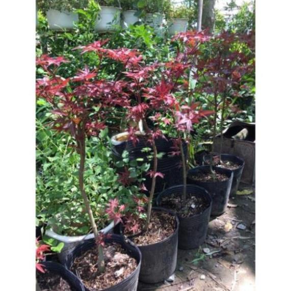 Cây phong lá đỏ