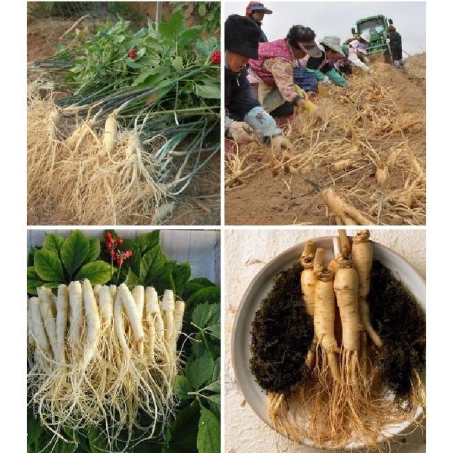 Hạt giống nhân sâm Hàn Quốc KNS3453 - Gói 5 hạt