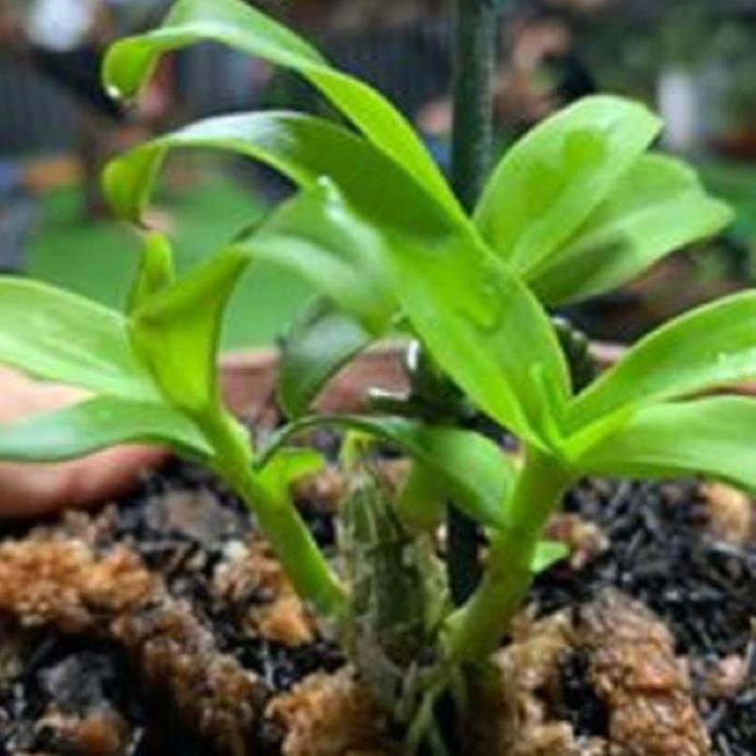 Hoa lan phi điệp - nữ hoàng 28+ 700g phân thỏ hữu cơ ki mập khỏe ấm chậu