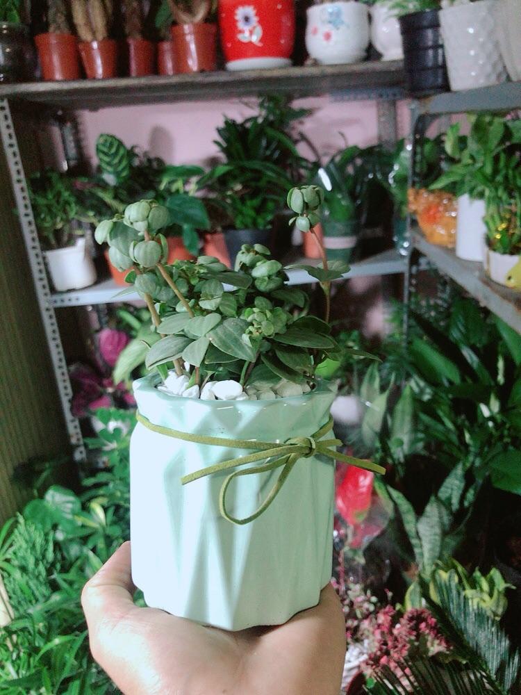 Chậu Cây Kim Cương Hột Xoàn