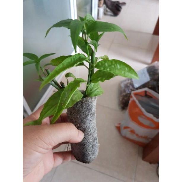 Combo 20 cây bìm bịp tặng 0,5 kg lá bìm bịp khô