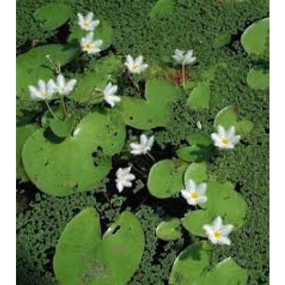 Cây hoa thủy nữ - 1 cây giống