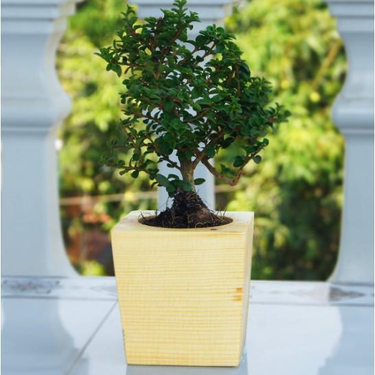 Chậu Trồng Cây Bằng Gỗ Nguyên Khối Tự Nhiên Thiết Kế Đáy Hẹp Độc Đáo