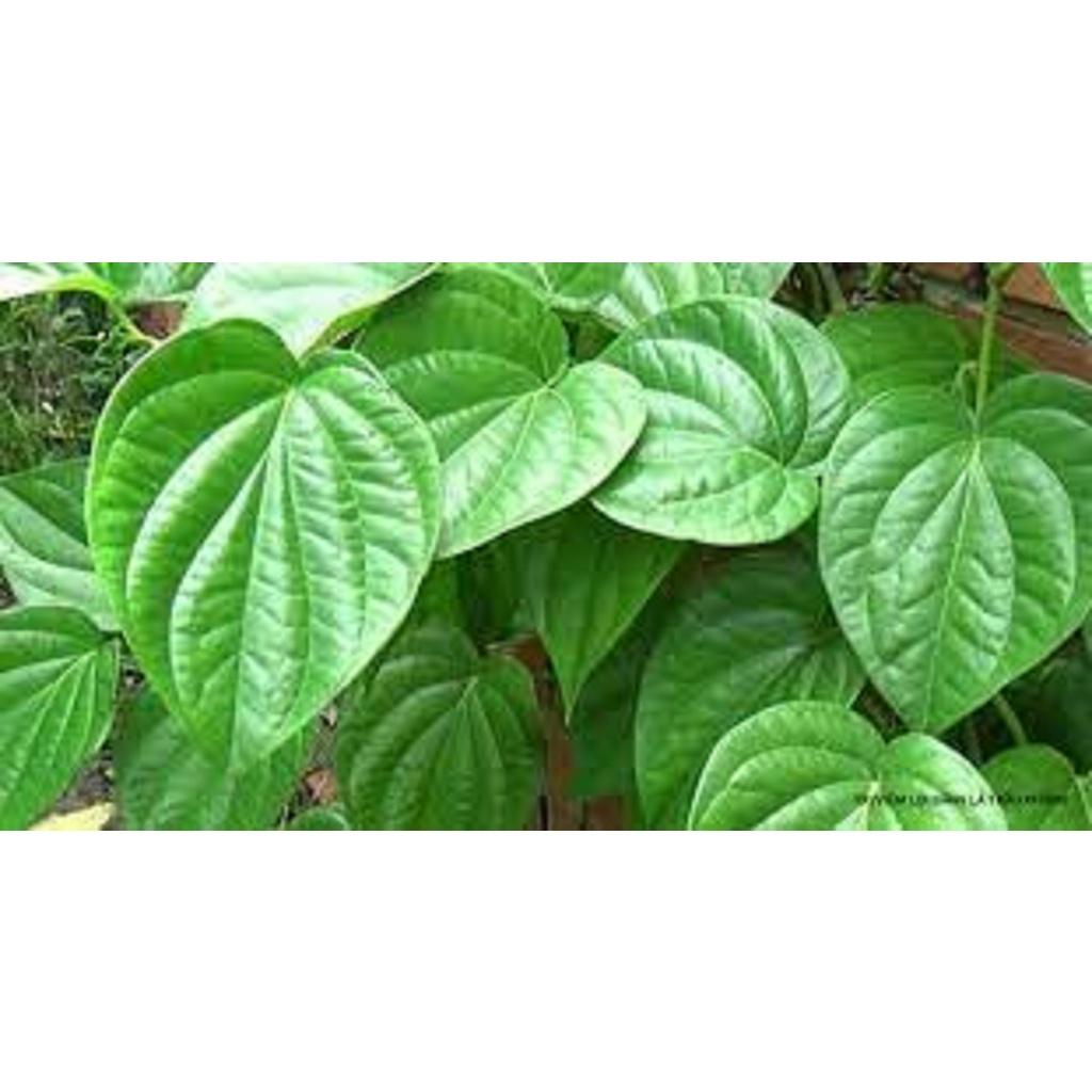 1 KG LÁ TRẦU KHÔNG TƯƠI nhà trồng ()