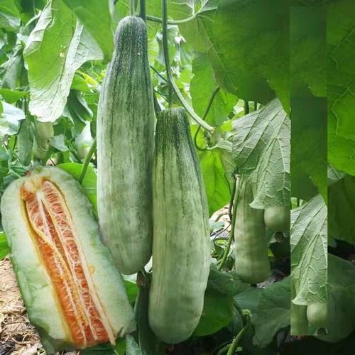 Hạt giống Dưa lê quả dài Yang Jiao Mi F1 - Dưa lê chuối