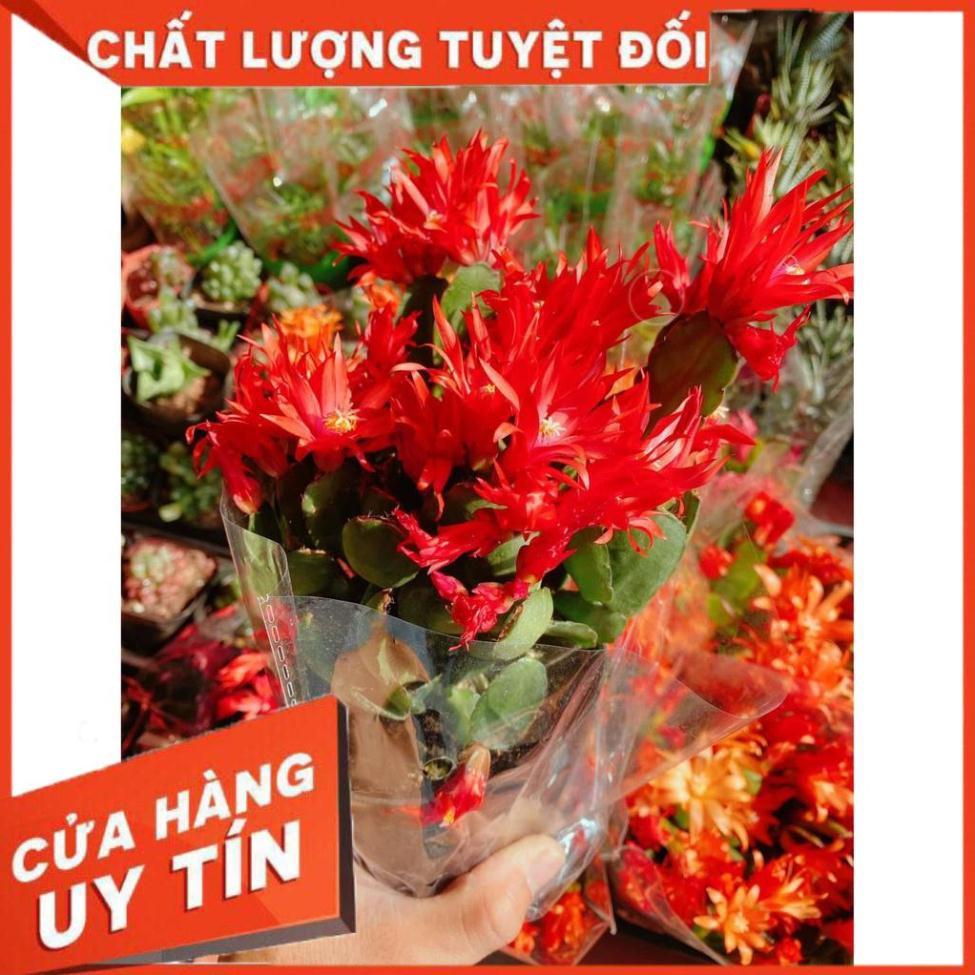 Chậu hoa quỳnh Nhiều Người Mua