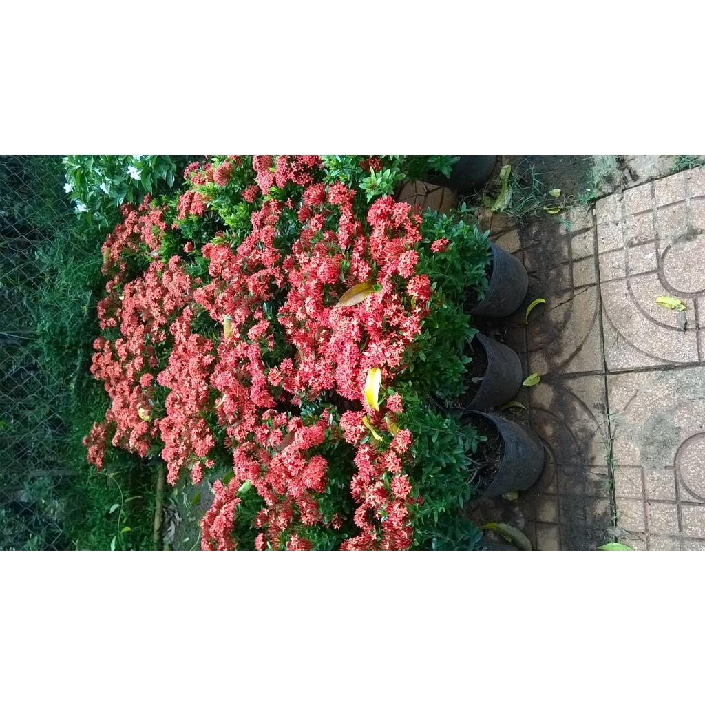 CÂY giống TRANG ĐỎ - HOA MẪU ĐƠN