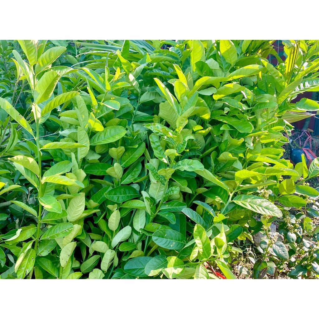 Cây Phật Thủ mang lại niềm vui , may mắn, thịnh vượng cho gia chủ, giống siêu khỏe ít sâu bệnh