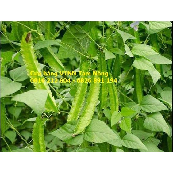 HẠT GIỐNG ĐẬU RỒNG - ĐẬU KHẾ _KL. 5 GRAM