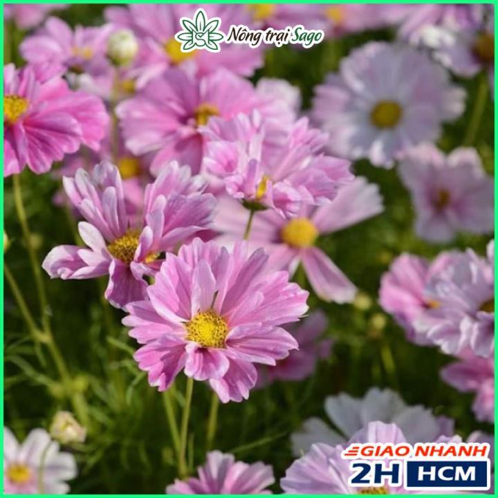 Hạt giống Hoa Cánh Bướm Kép Nhiều Màu, Dễ Trồng - Nông Trại Sago