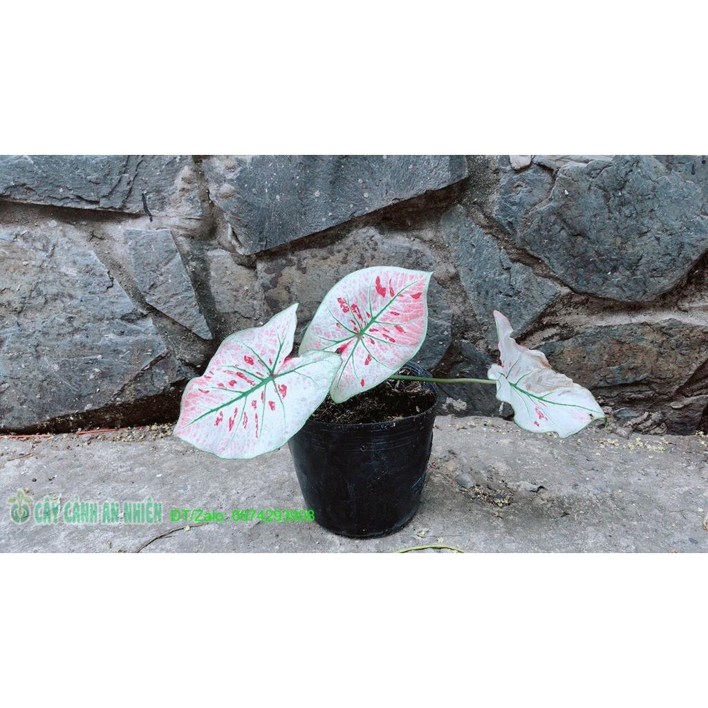 Cây Môn Trắng Kiểng