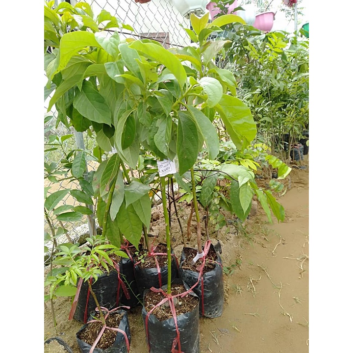Cây Giống Bơ sáp da xanh quả dài