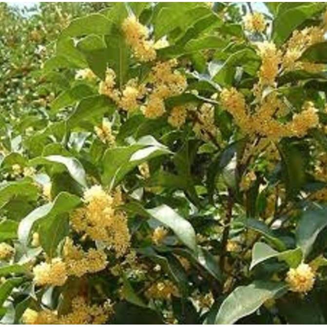 Cây hoa mộc hương ta hoa vàng- loài hoa có mùi thơm quyến rũ