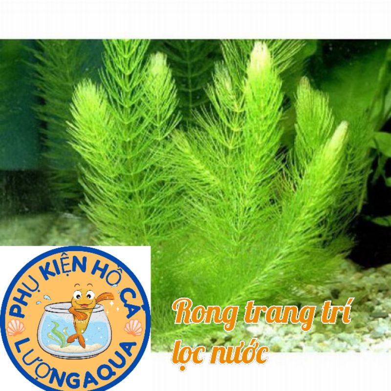 5 nhánh Rong đuôi chồn thả hồ cá hồ thủy sinh,phụ kiện trang trí hồ cá hồ non bộ