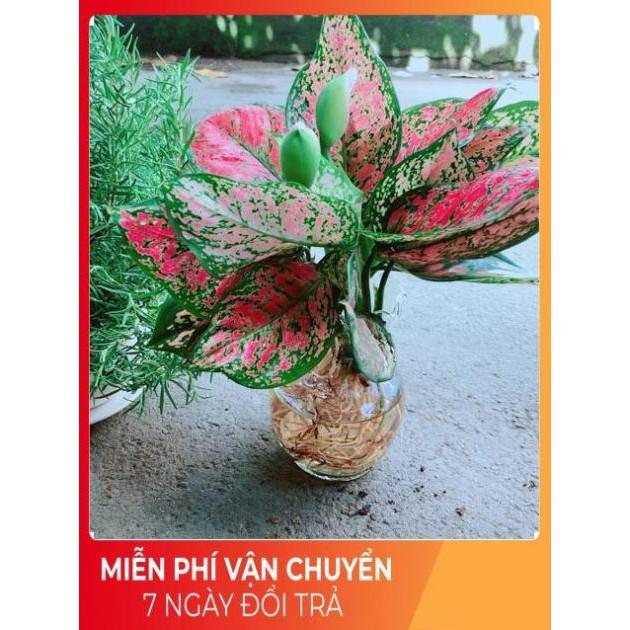 Chậu Vạn Lộc Trồng Thuỷ Sinh Hàng Đẹp