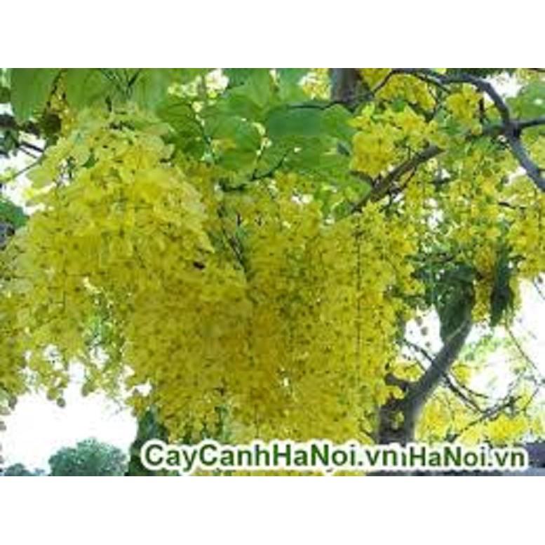 Muồng hoàng yến vàng-cây nguyên bầu gửi đi, cây lớn, gửi đi cắt lá
