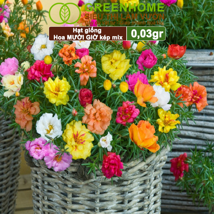 Hạt Giống Hoa Mười Giờ Greenhome, Gói 0,03gr, Sai Hoa, Màu Rực Rỡ, Dễ Trồng Quanh Năm, Nảy Mầm H08