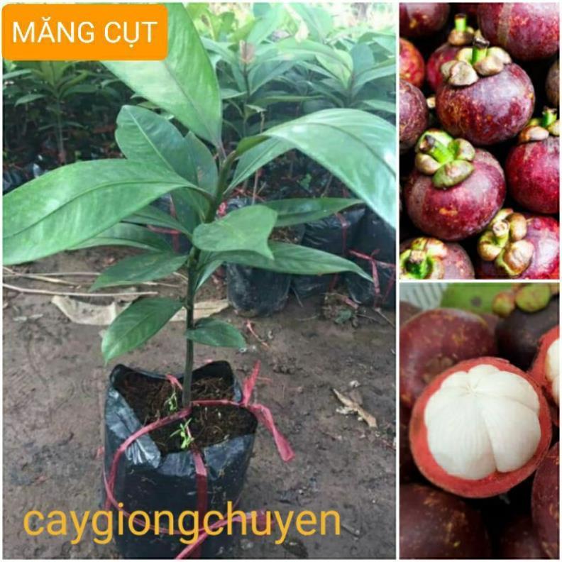 CÂY GIỐNG MĂNG CỤT
