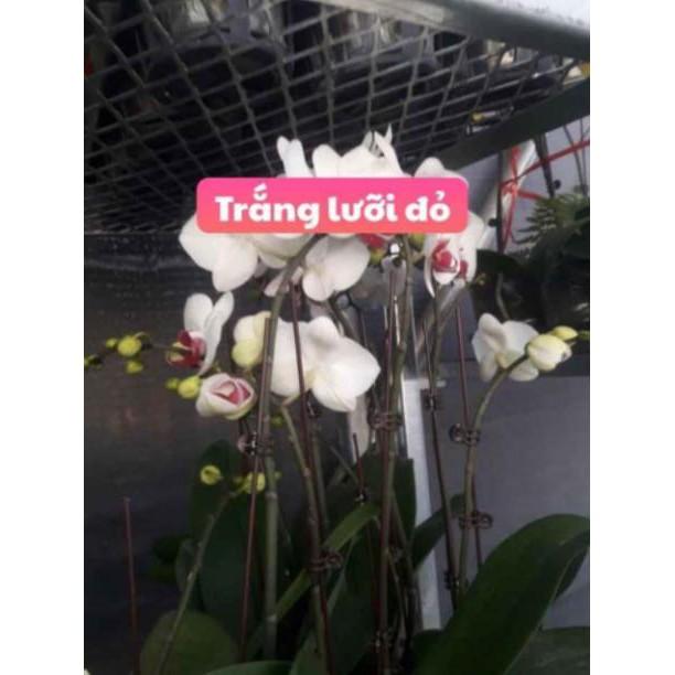 Cây Hồ Điệp