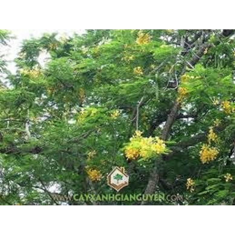 COMBO 2 cây giống hoa phượng - hoa vàng- siêu đẹp- bền