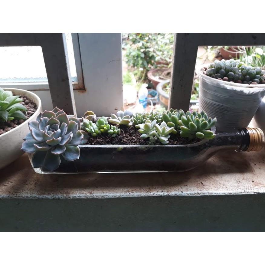 Chậu thủy tinh làm từ chai, made hand