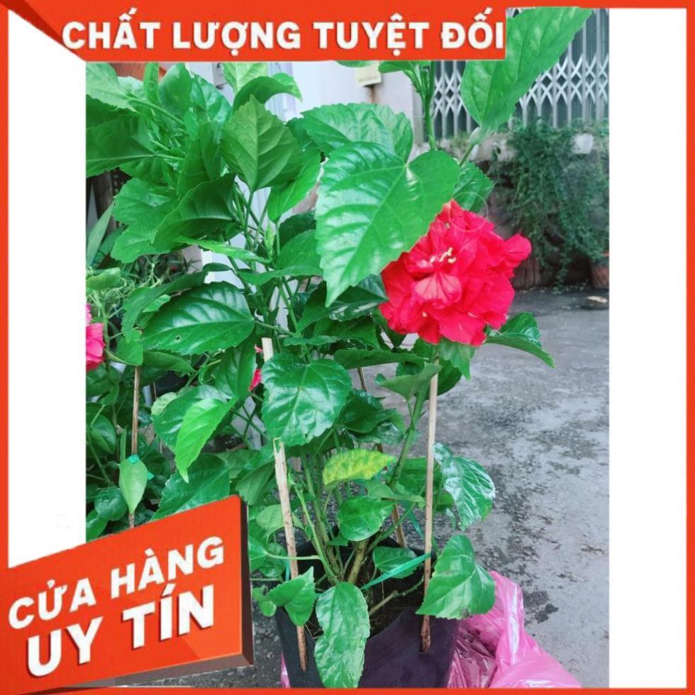 Hoa Dâm Bụt Đỏ