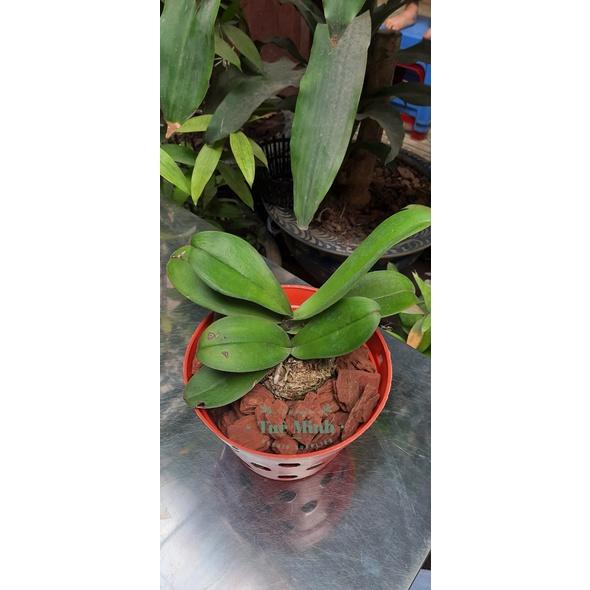 CỐC ĐIỀU HOÀ - PHỤ KIỆN THÔNG MINH DÀNH CHO PHONG LAN