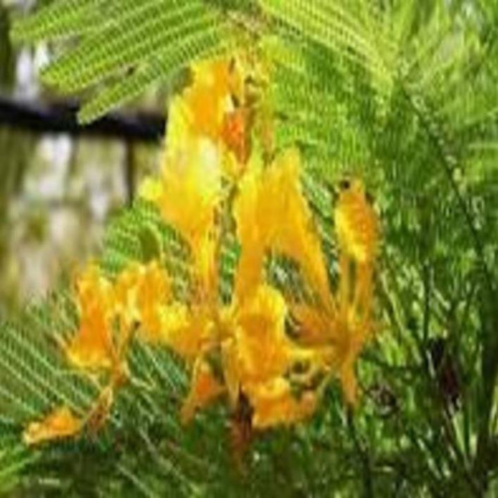 COM BO 2 Cây Phượng vàng (Cây Phượng hoa vàng), hoa cực đẹp, hiếm, lạ, cây giống gửi đi nguyên bầu