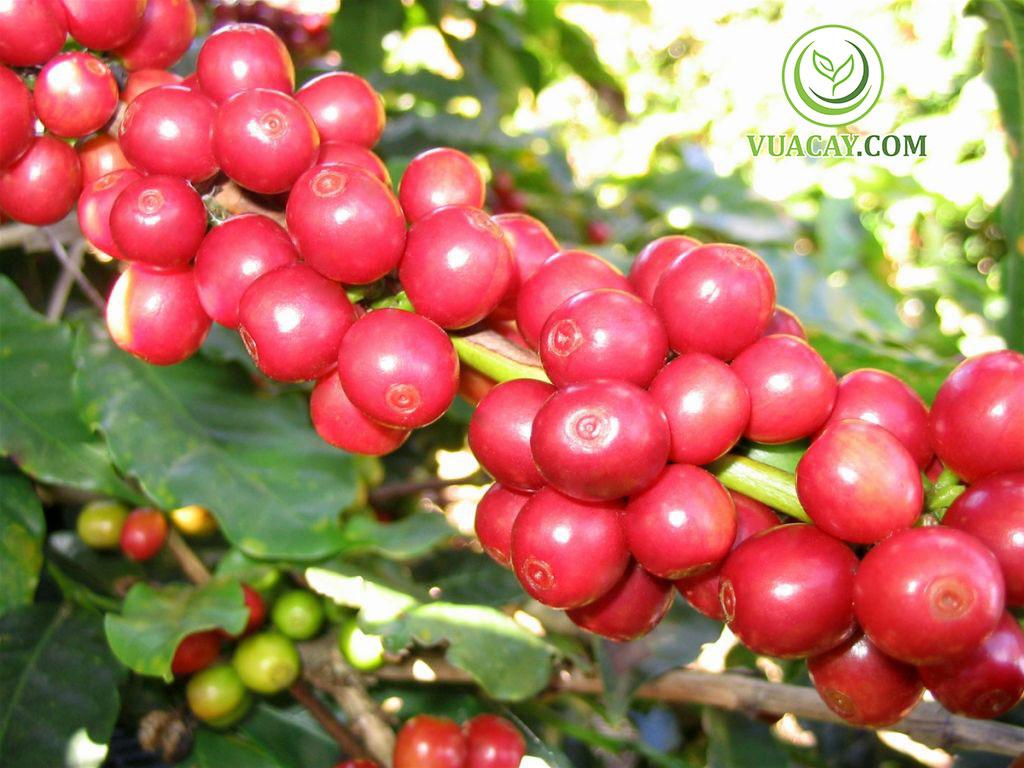0,5 KG HẠT GIỐNG CÀ PHÊ TR9