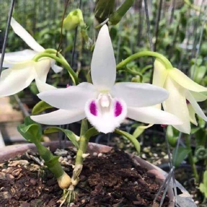 1 BẢNG PHI ĐIỆP 5CT PHÚ THỌ TO ĐẸP HÀNG GIEO HẠT