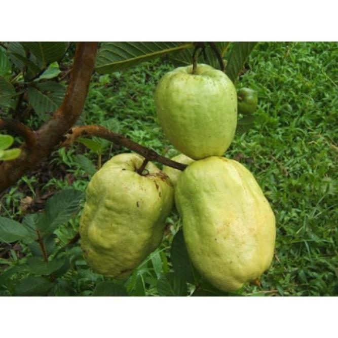 CÂY GIỐNG ỔI KHÔNG HẠT SIÊU NGON SIÊU QUẢ- CAM KÊT GIỐNG CHUẨN F1