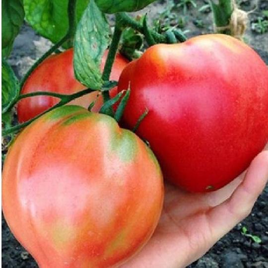 Bộ 2 gói Hạt giống cà chua hình trái tim đỏ-gói 20 hạt/tặng kèm gói phân bón lót