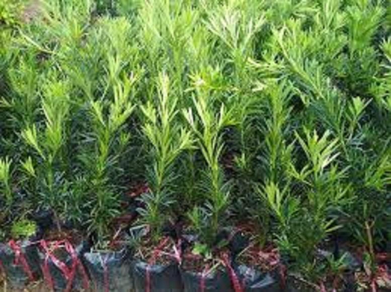 Cây TÙNG LA HÁN giống, cây cao 30-40 cm, bầu lớn, cây khỏe xanh, CÁCH TẠO THẾ BONSAI