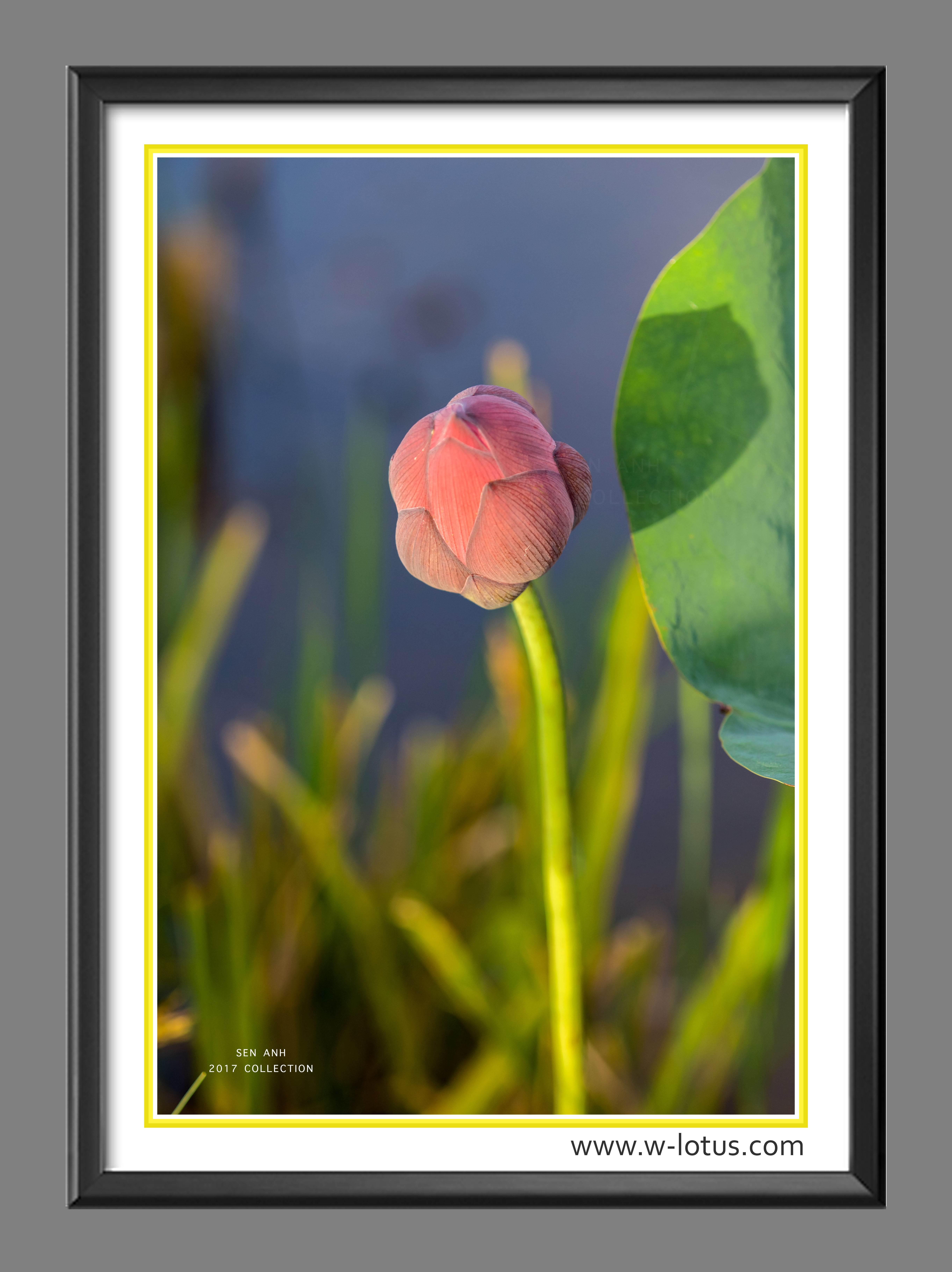 Tranh canvas hoa Sen treo phòng khách ST-00145