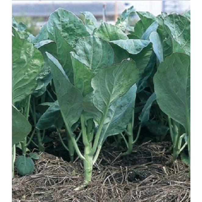 Hạt giống rau cải rổ,cải làn dể trồng- gói 20gram/tặng kèm gói phân bón lót