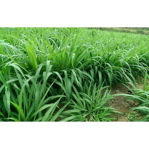 Hạt giống cỏ Mombasa Ghine - Cỏ xả lá lớn gói 100g - Hạt Giống Cỏ Chăn Nuôi Gia Súc