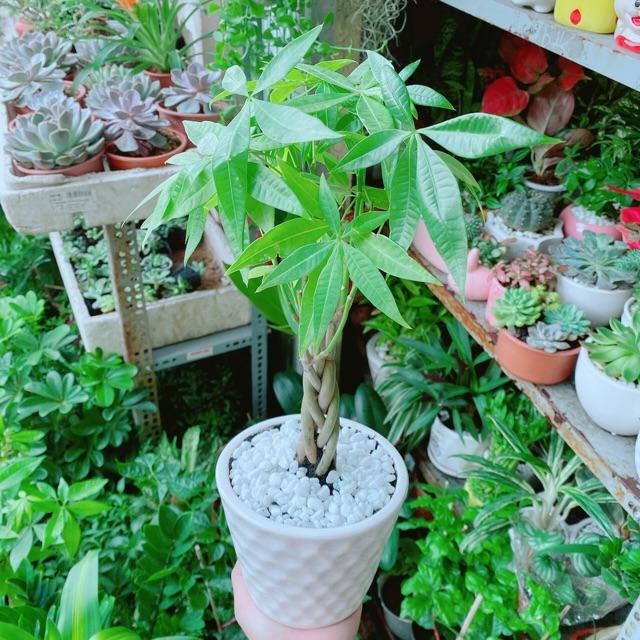 Chậu Kim Ngân Thắt Bính