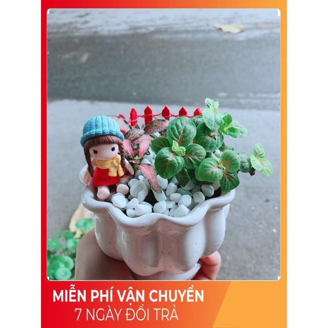 Chậu Cẩm Nhung Có Trang Trí