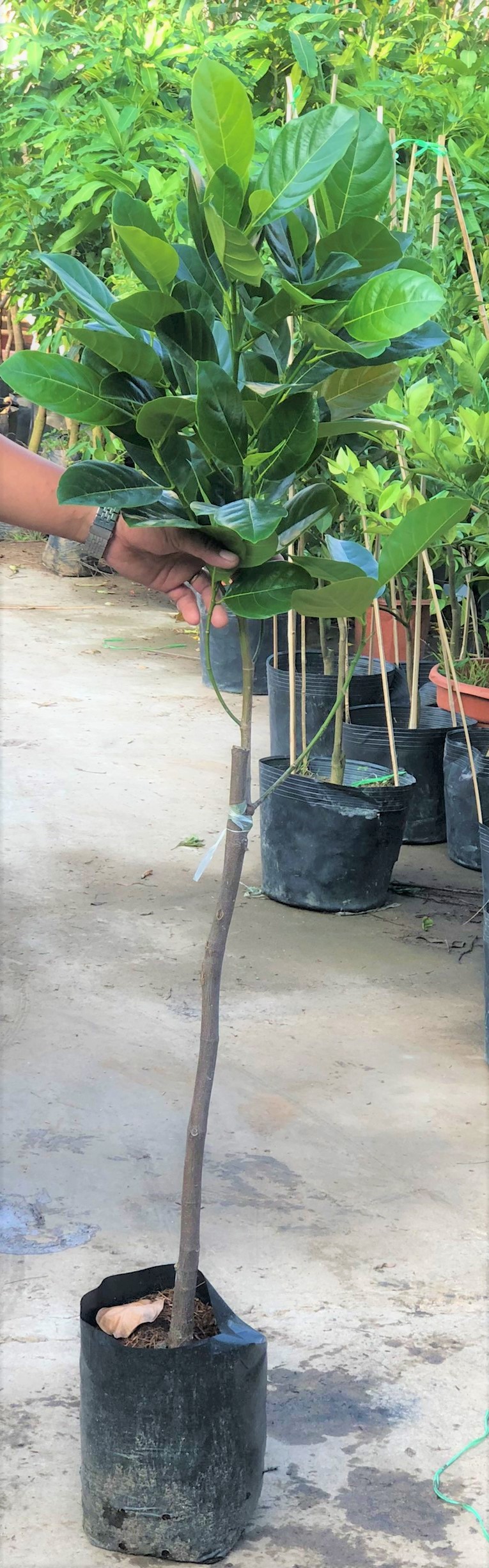 Cây mít Thái da xanh Changai siêu sớm cao 120 - 150 cm