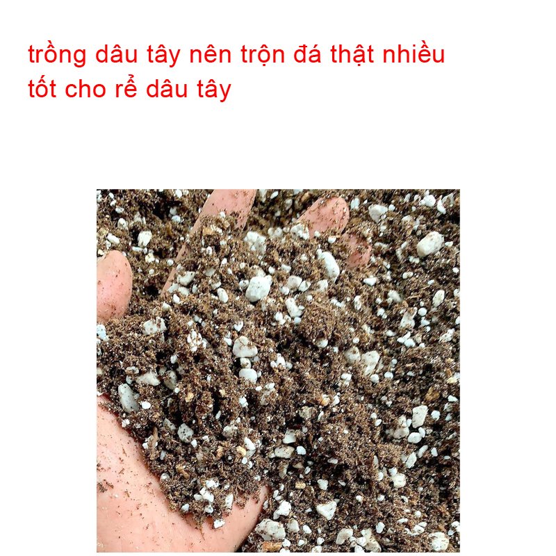 Đá Perlite giàu khoáng chất, giá thể trộn đất trồng cây tăng cường sự phát triển bộ rễ-77700