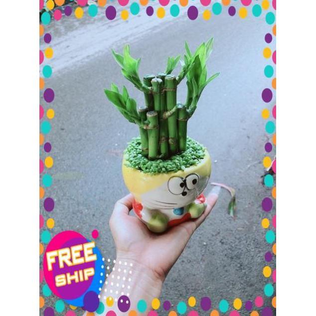 Chậu Trúc Phát Tài