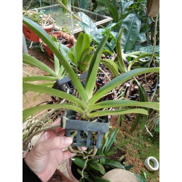Hoa phong lan nghinh xuân hoa tết+ 700g phân thỏ hữu cơ