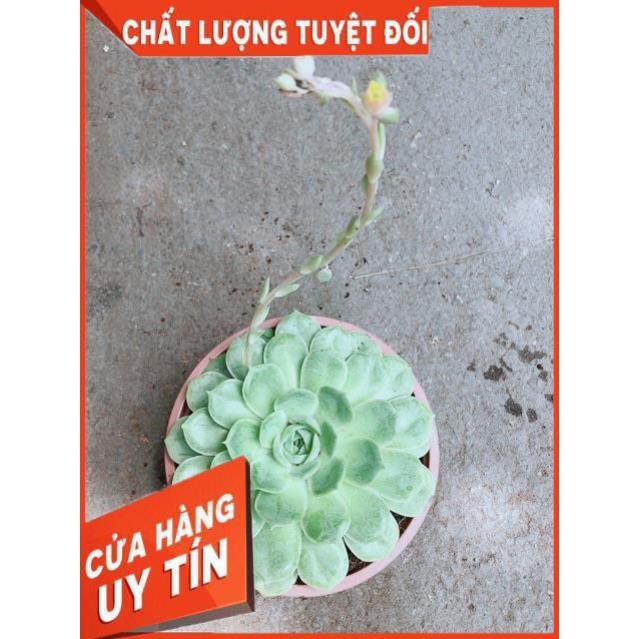 Sen Đá Xanh